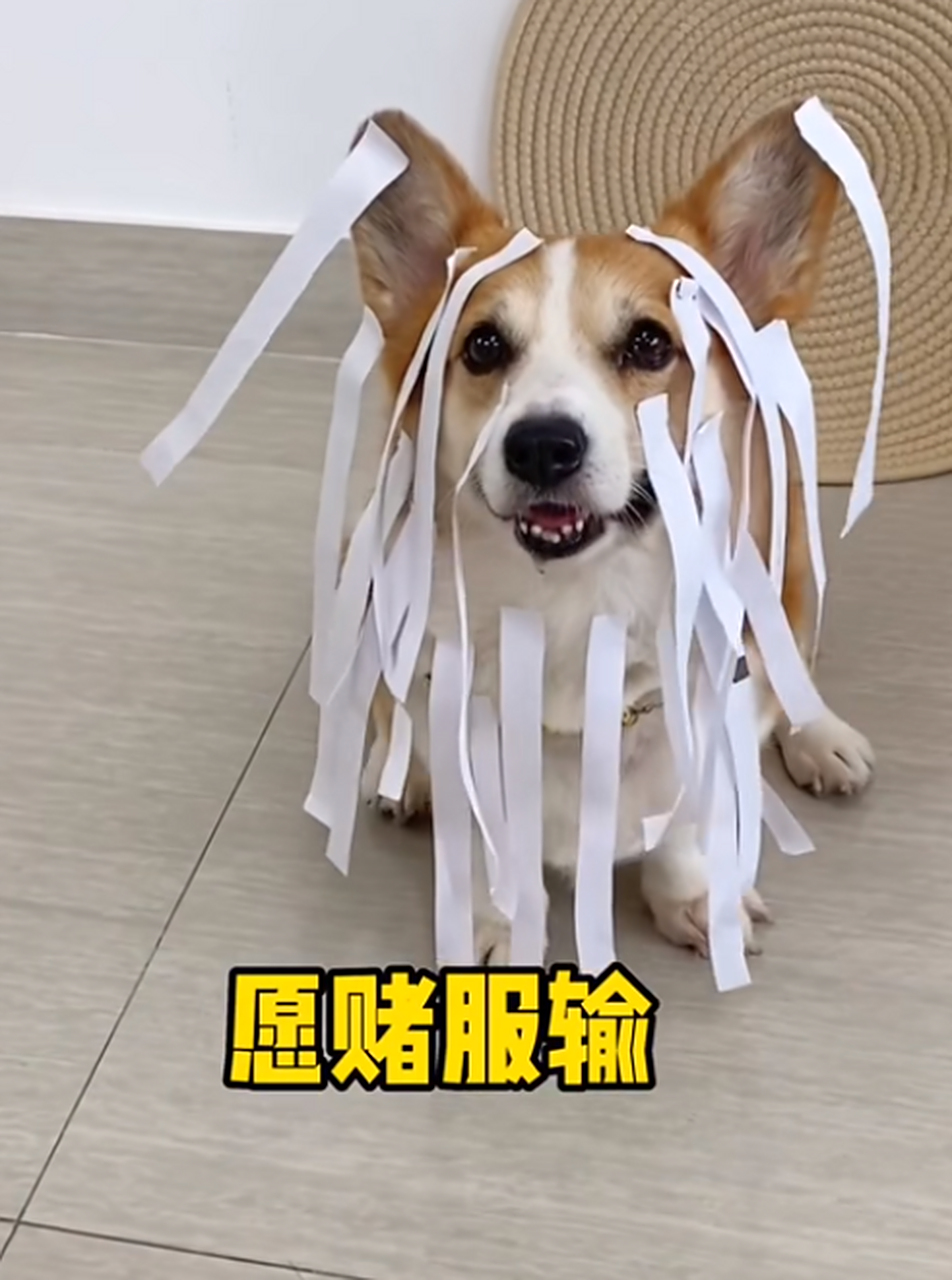 剪刀石头布,愿赌服输