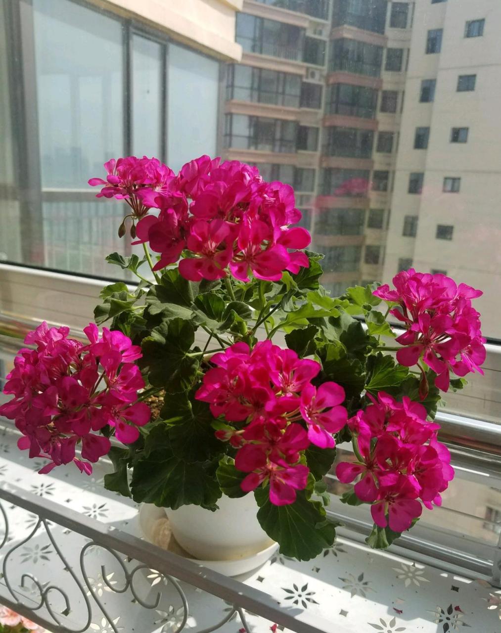 天竺葵花仙子系列"玫红飞溅"——非常适合阳台,窗台养的盆栽花卉,植株