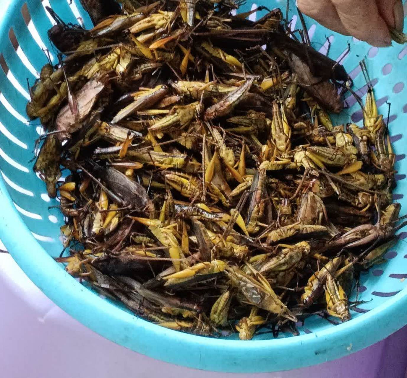 网友:不知道公公从哪里抓来这么多蝗虫. 看起来好可怕.