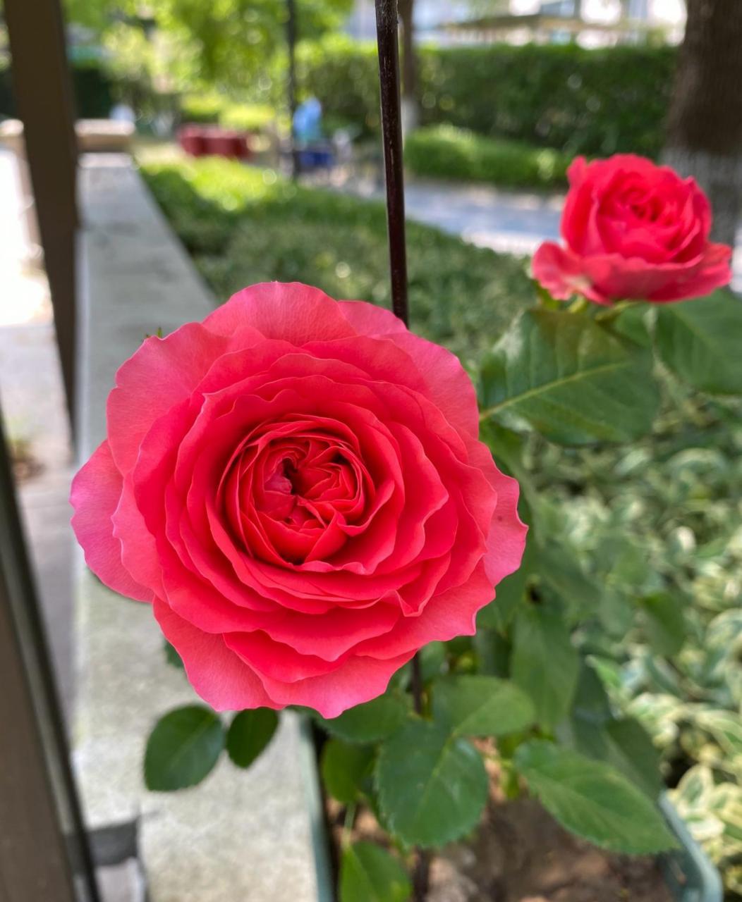 香奈儿阳台,也叫"红果汁",荷兰"阳台"系列微型月季花的新品种,植株