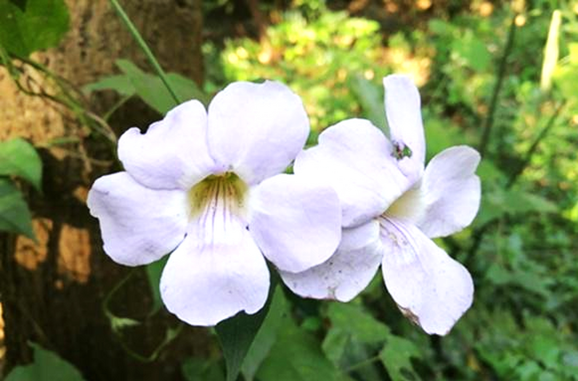 大花老鸦嘴又称山牵牛,大花山牵牛花.
