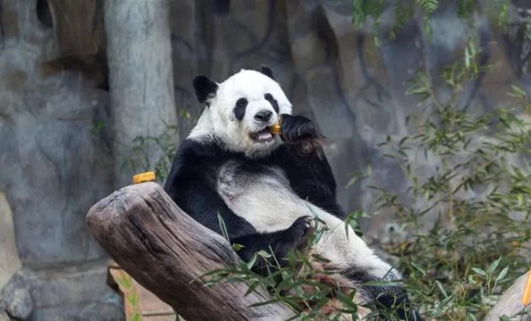 泰国大熊猫林慧出生于2001年,预期寿命为22岁.