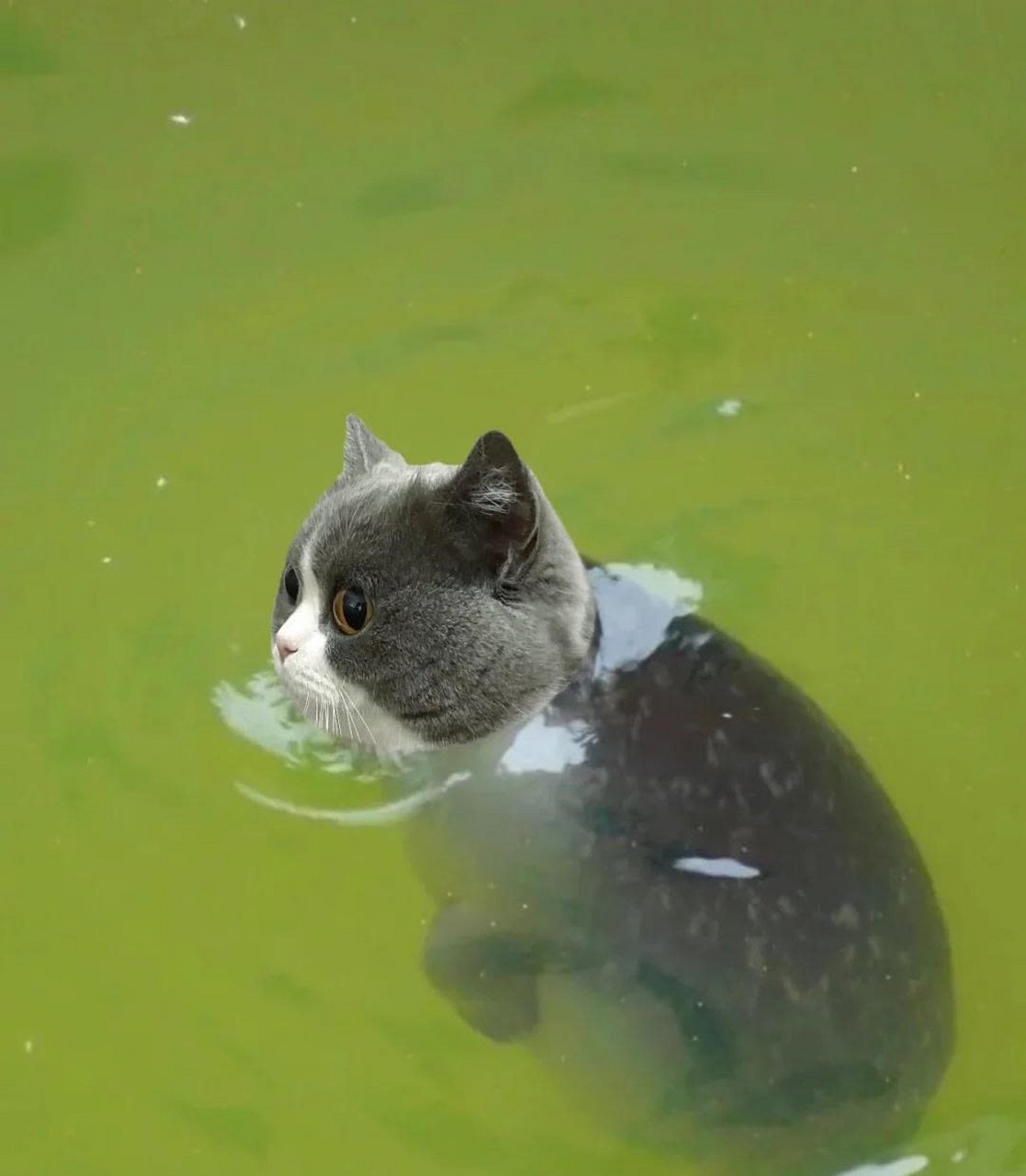 猫会游泳[滑稽]