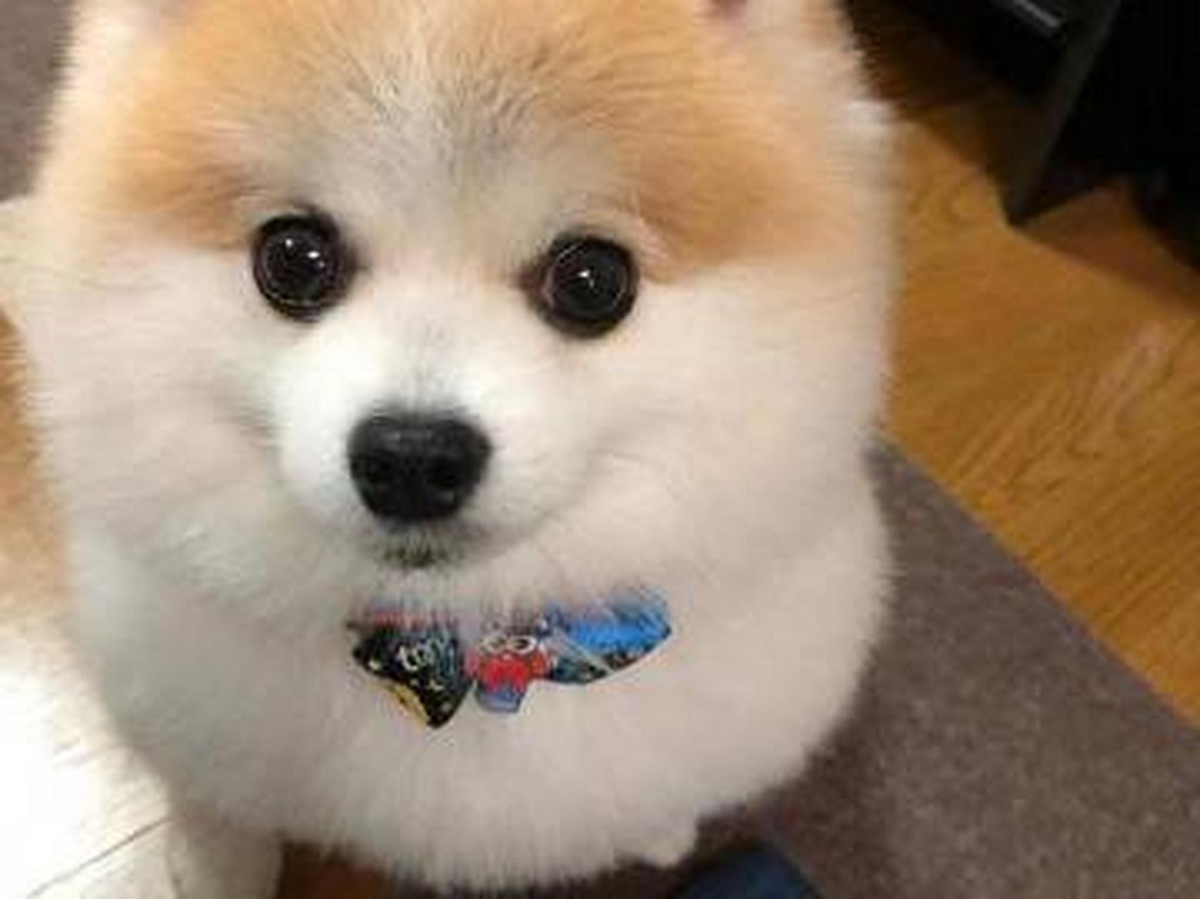 好漂亮的狗狗呀,眼睛圆滚滚的.