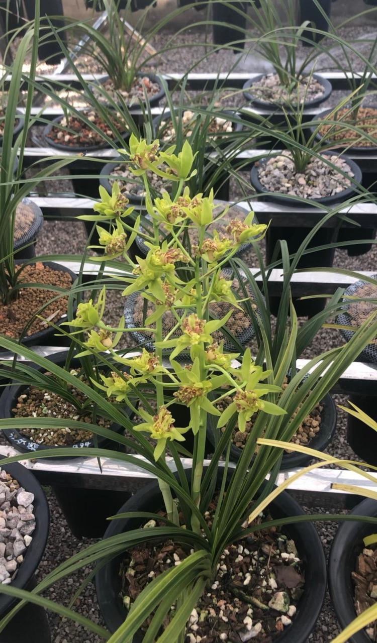 蕙兰狮子头奇花,与人合伙,只开花不发苗 早些年买的一盆蕙兰的狮子头