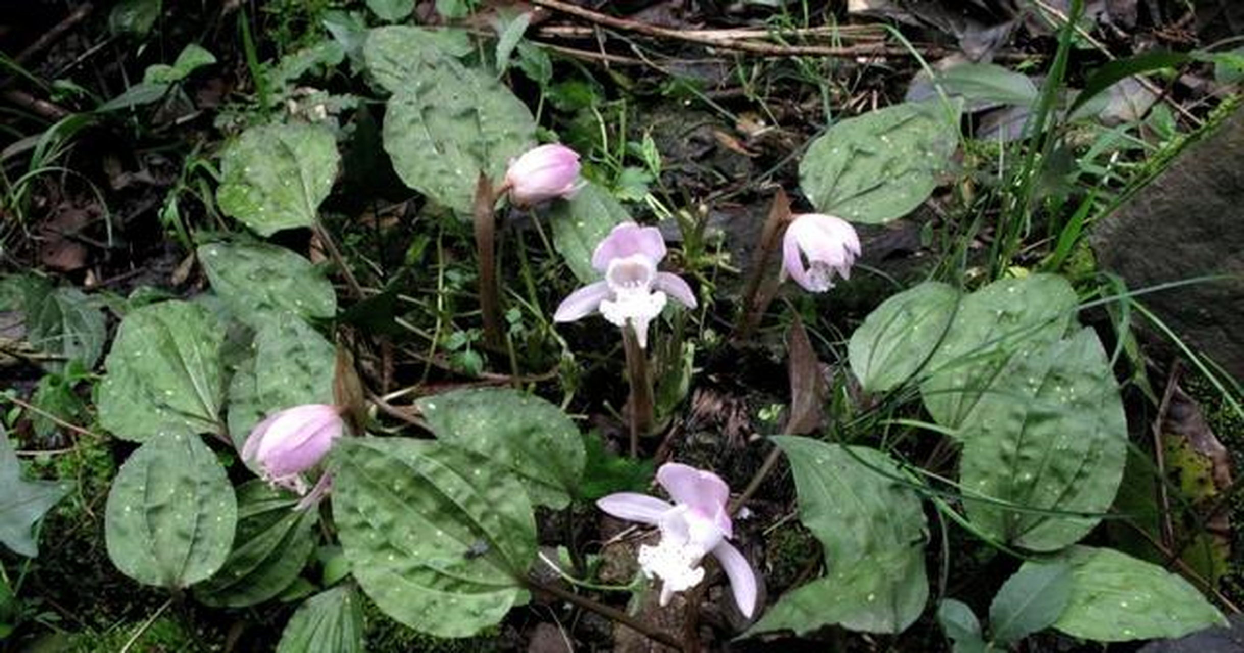 独花兰的花朵直径达6cm,是宁波野生兰科植物中花朵最大的种类