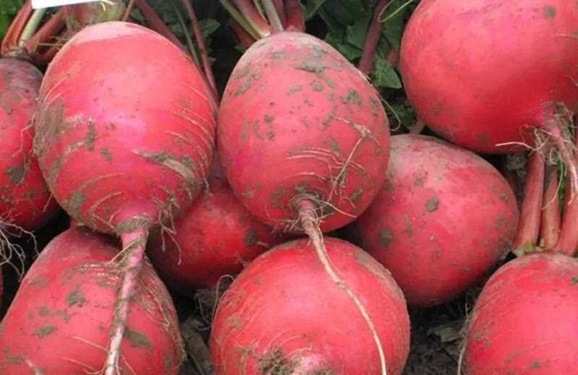 [赞][呆] 红萝卜的吃法也比较多,跟其它萝卜一样,但是它的质地更加