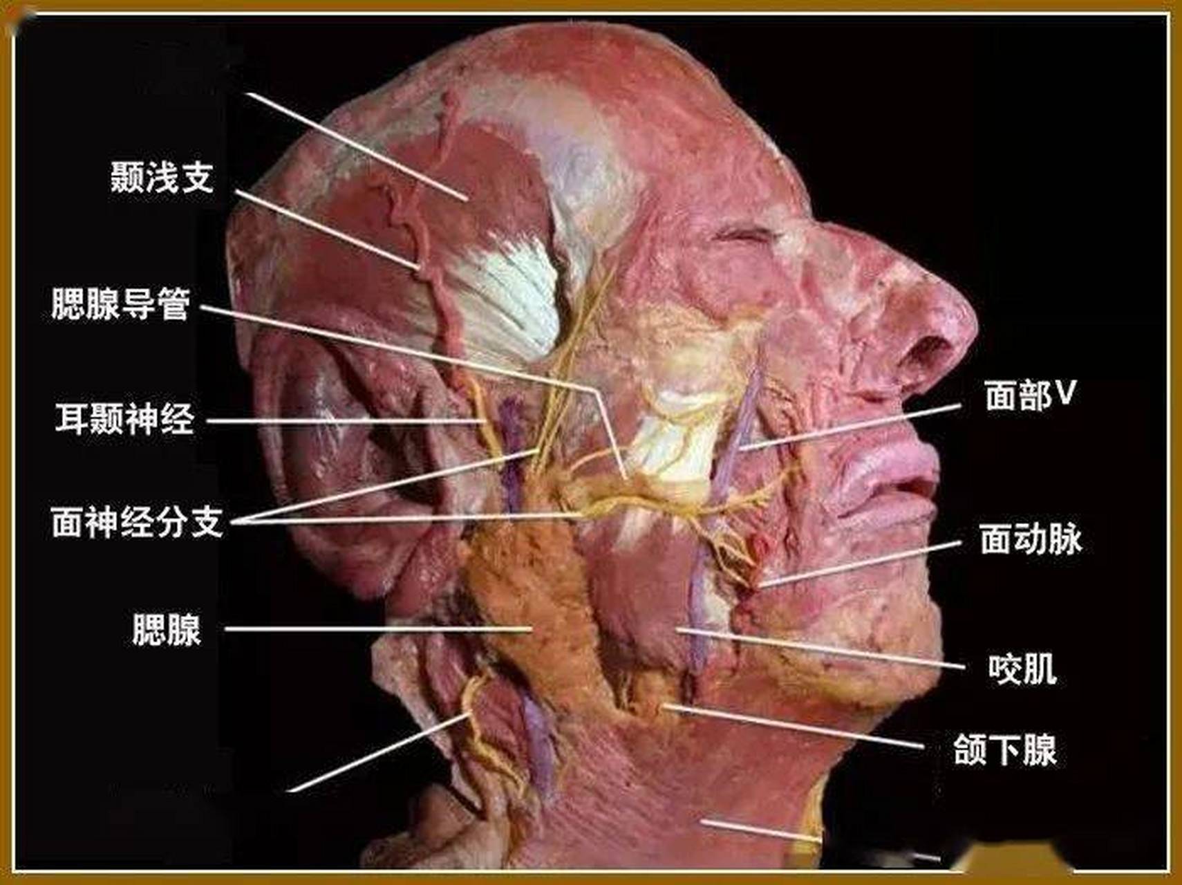 按摩三叉神经的作用