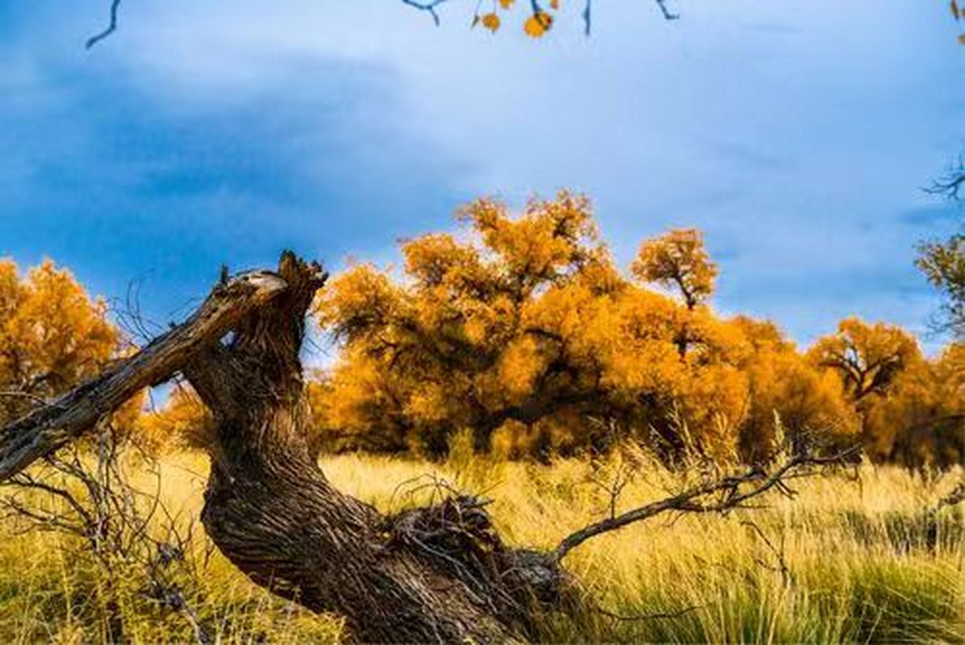 九月动态激励计划# 生而千年不死,只属于秋季的胡杨林——乌尔禾