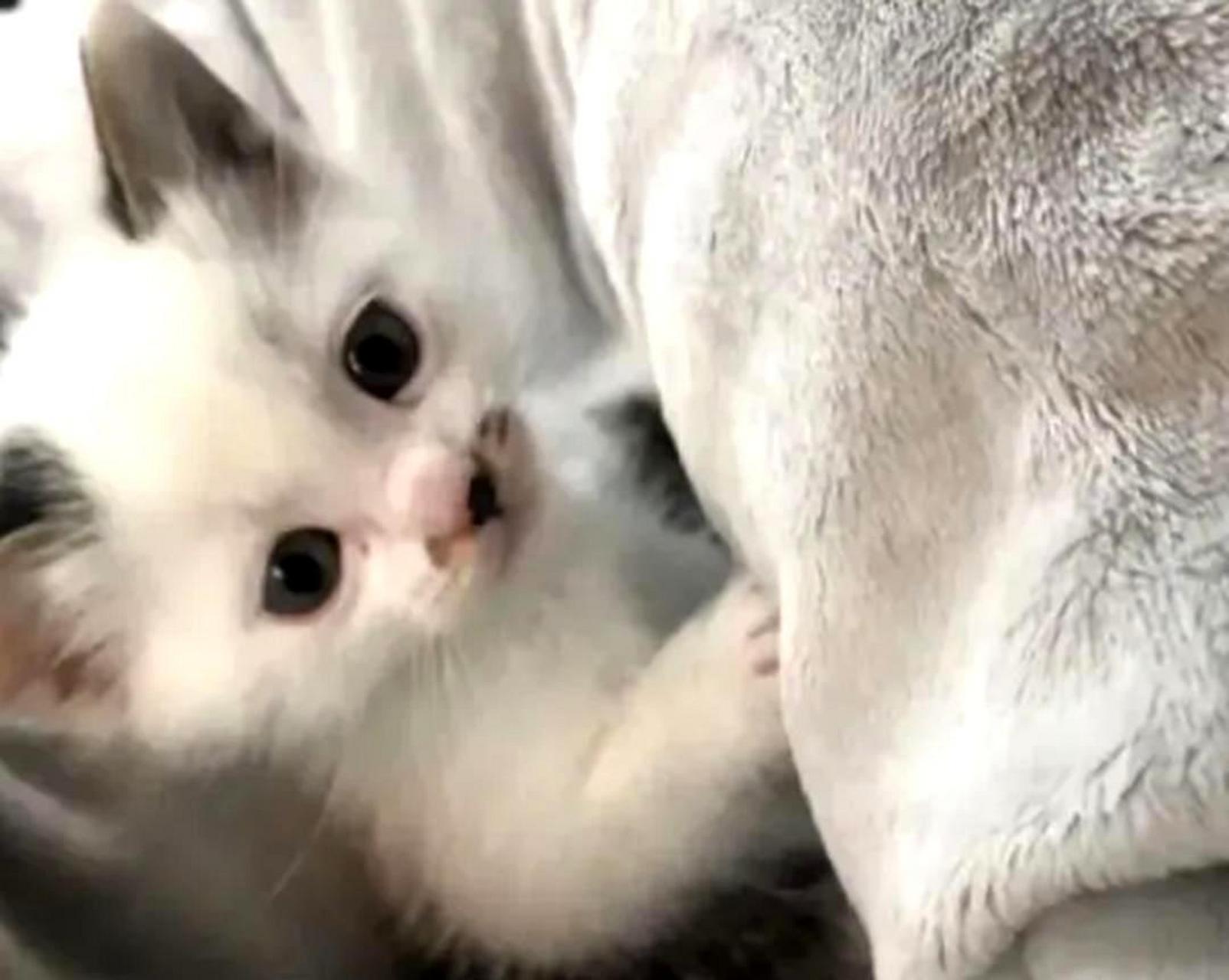 我引以为傲的猫咪长大后变得不再可爱.
