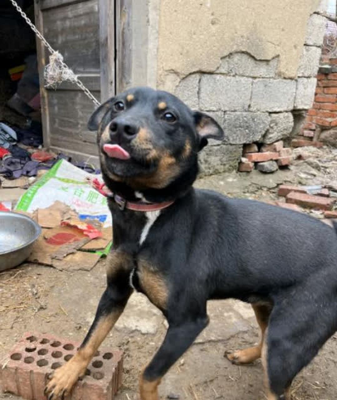 土狗和杜高杂交犬图片图片