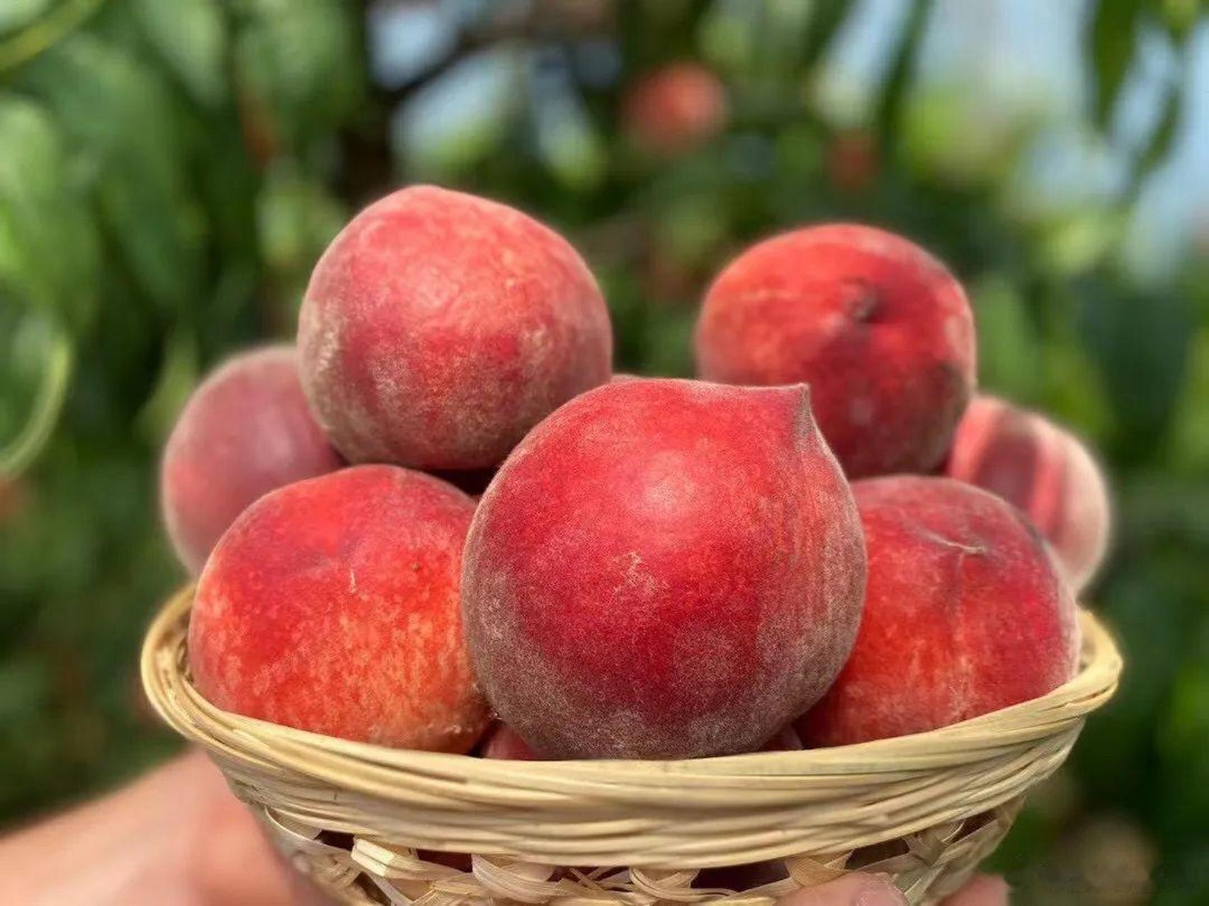 大妈的精选  『山东蒙阴春雪水蜜桃毛桃鲜甜多汁当季水果老人孕妇小孩