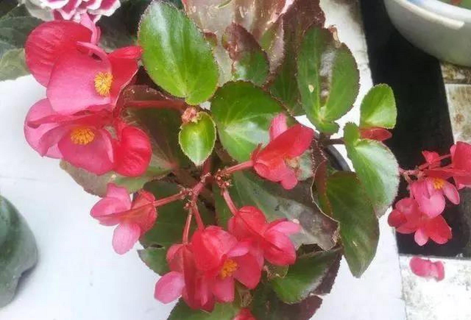 玻璃海棠是秋海棠科,秋海棠属多年生草本植物.原产巴西地区.