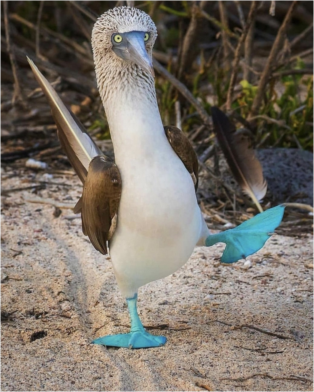 蓝脚鲣鸟:看脚丫子选(换)对象的鸟中奇葩 在遥远的加拉帕戈斯,不仅有