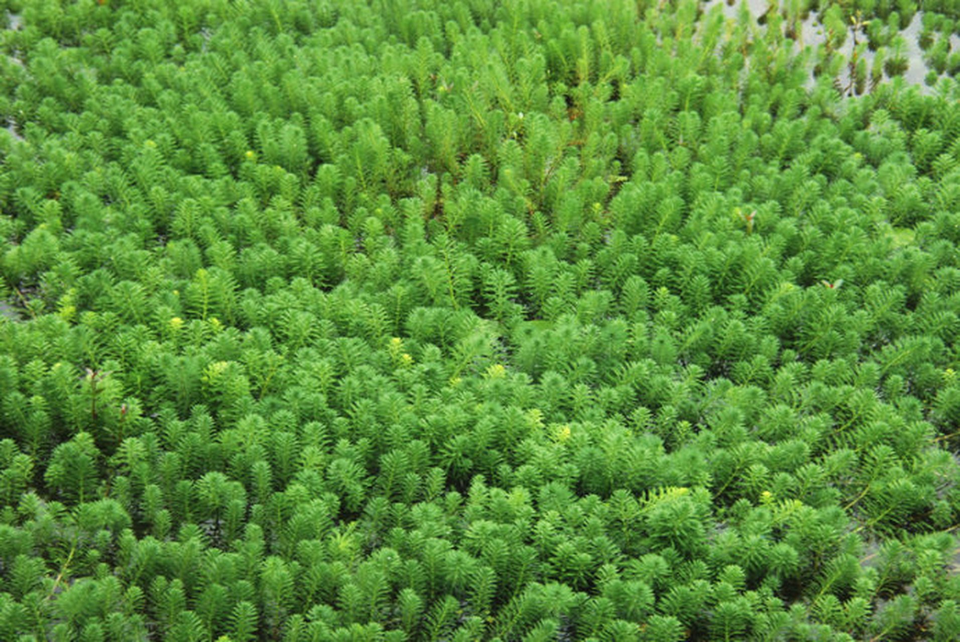 哪些沉水植物可以净化水质?