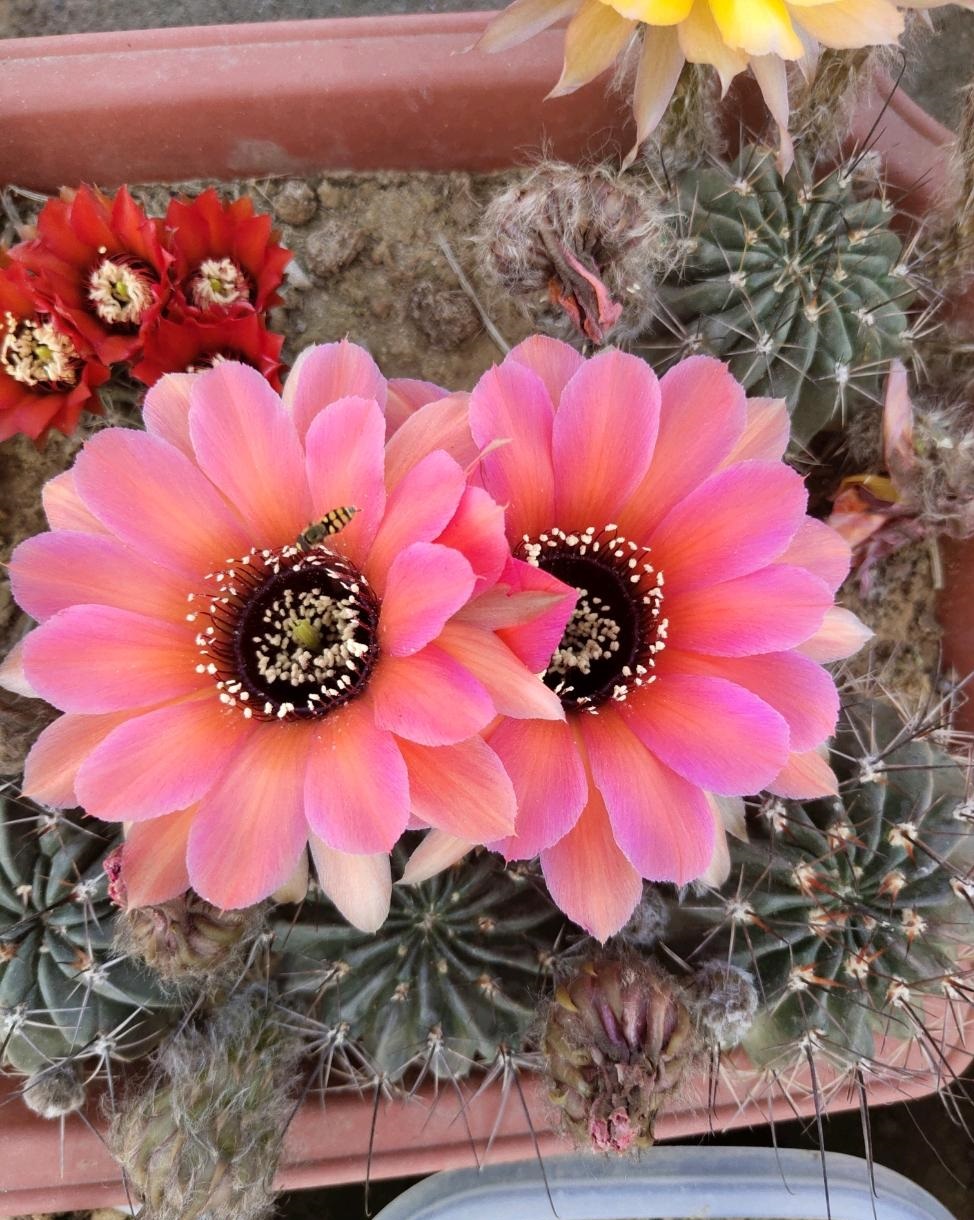 给大家推荐一种很值得养的仙人球——黑喉系列,彩草和丽花球的"后代"