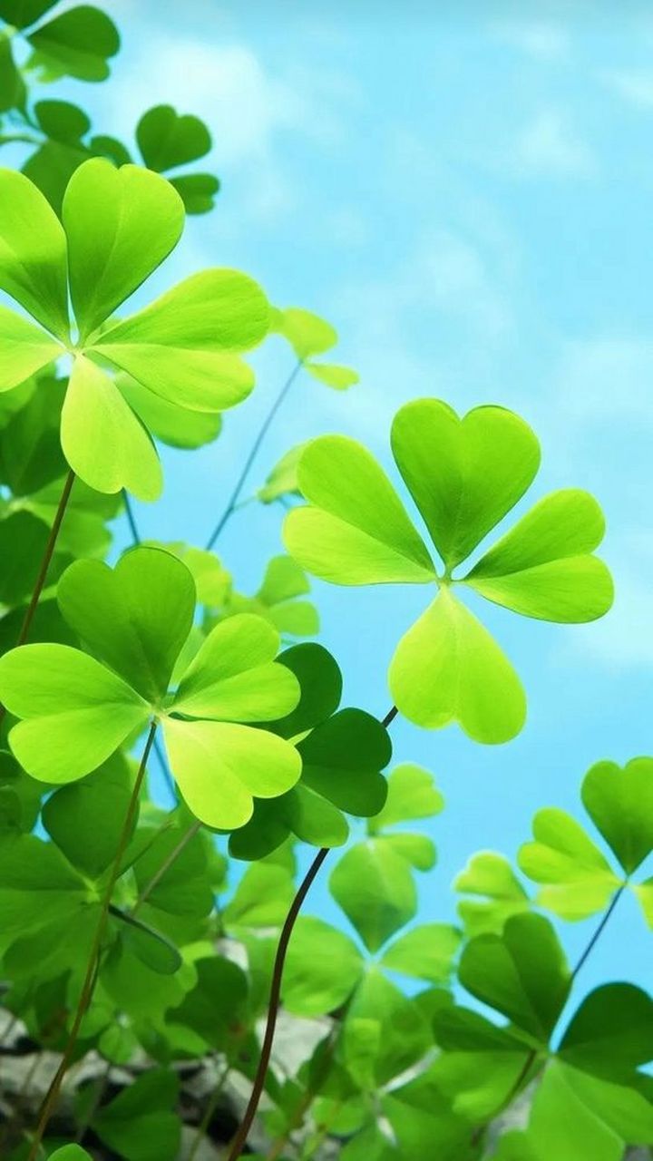四叶草,幸运草