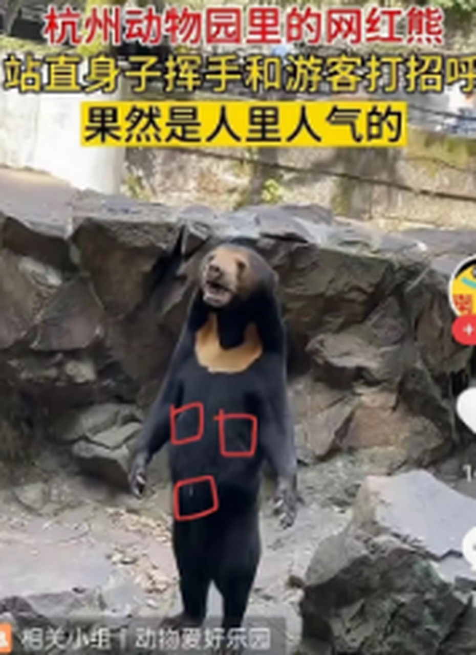 荒唐的愚弄,滑天下之大稽 杭州動物園icon疑似人扮黑熊icon:1有兩個