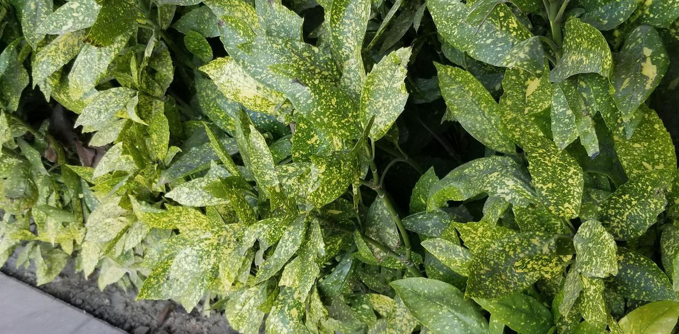 花叶青木也叫洒金叶珊瑚,金沙树,是山茱萸科桃叶珊瑚属青木的一个变种