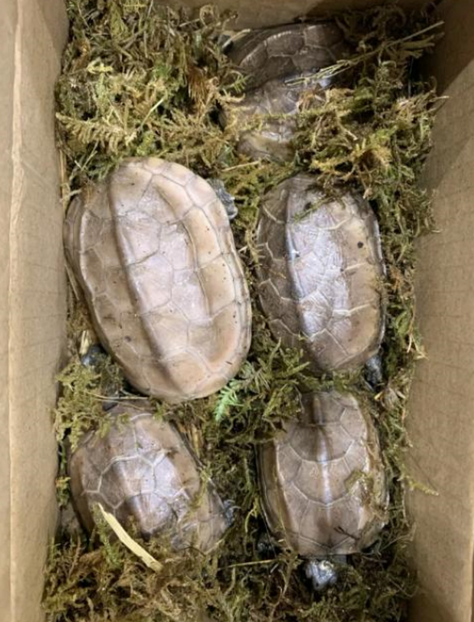 在网上买的白玉龟,但是收到货发现好像是染色的