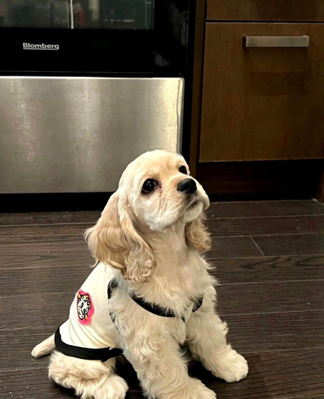 谁不想拥有一只迪士尼小狗,它是如此可爱和迷人.