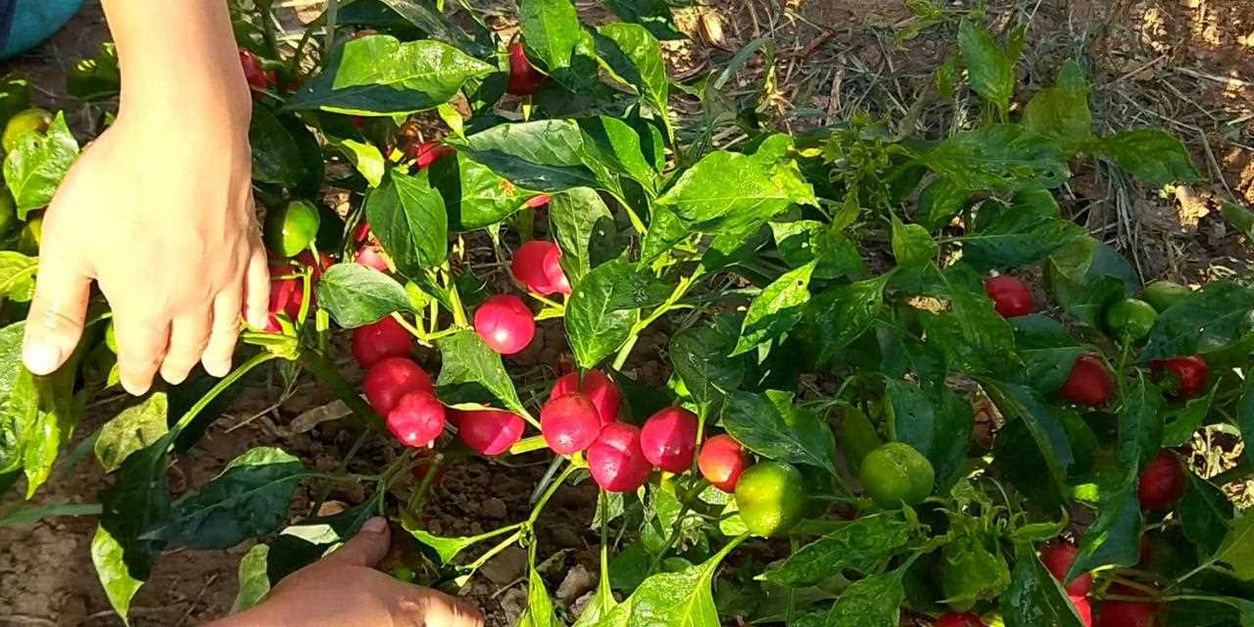 给大家推荐一种寓意特别好的辣椒,它就是元宝辣椒,这种辣椒它长的圆圆