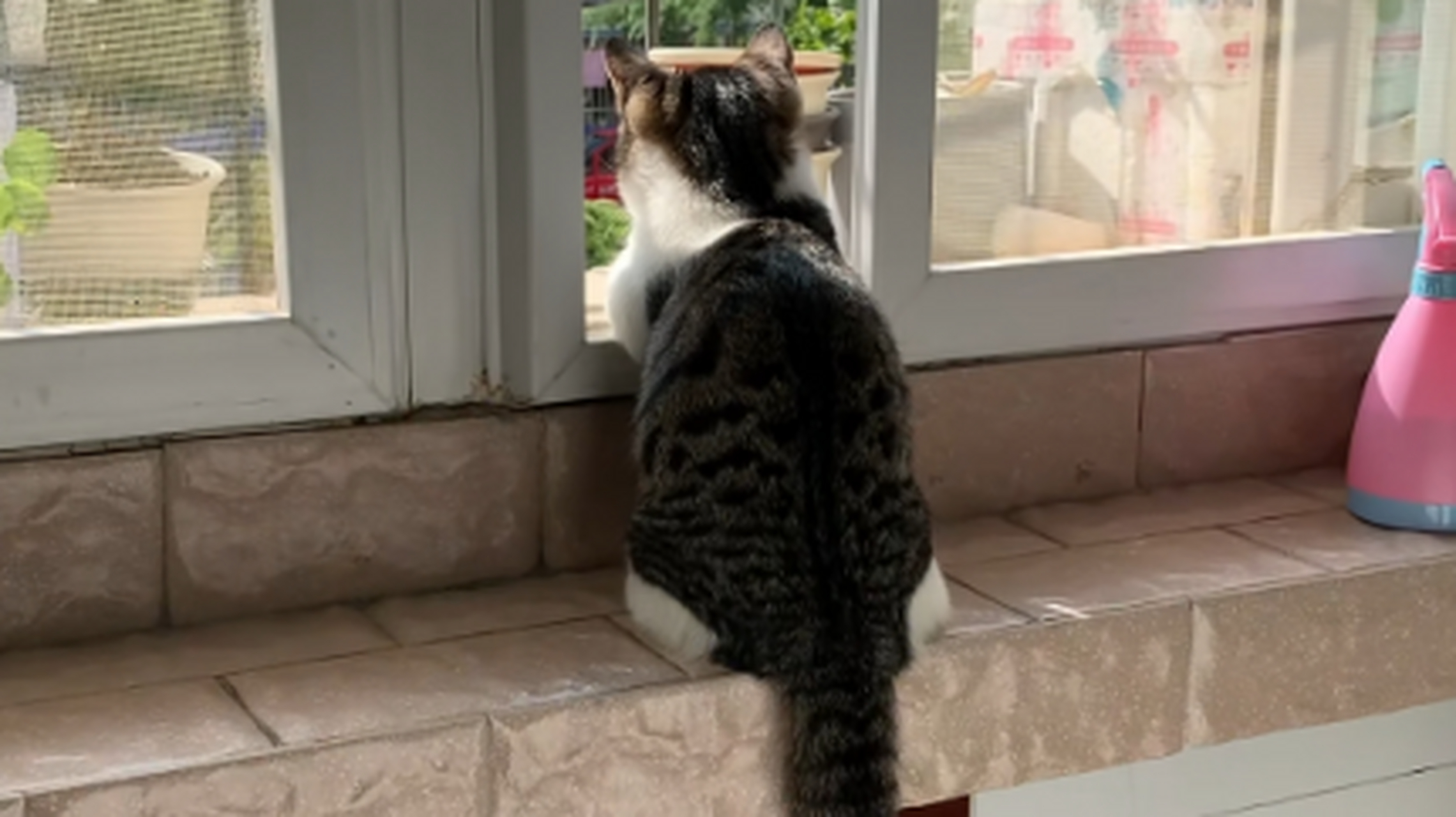 一直爱看风景的小猫,背影好可爱呀