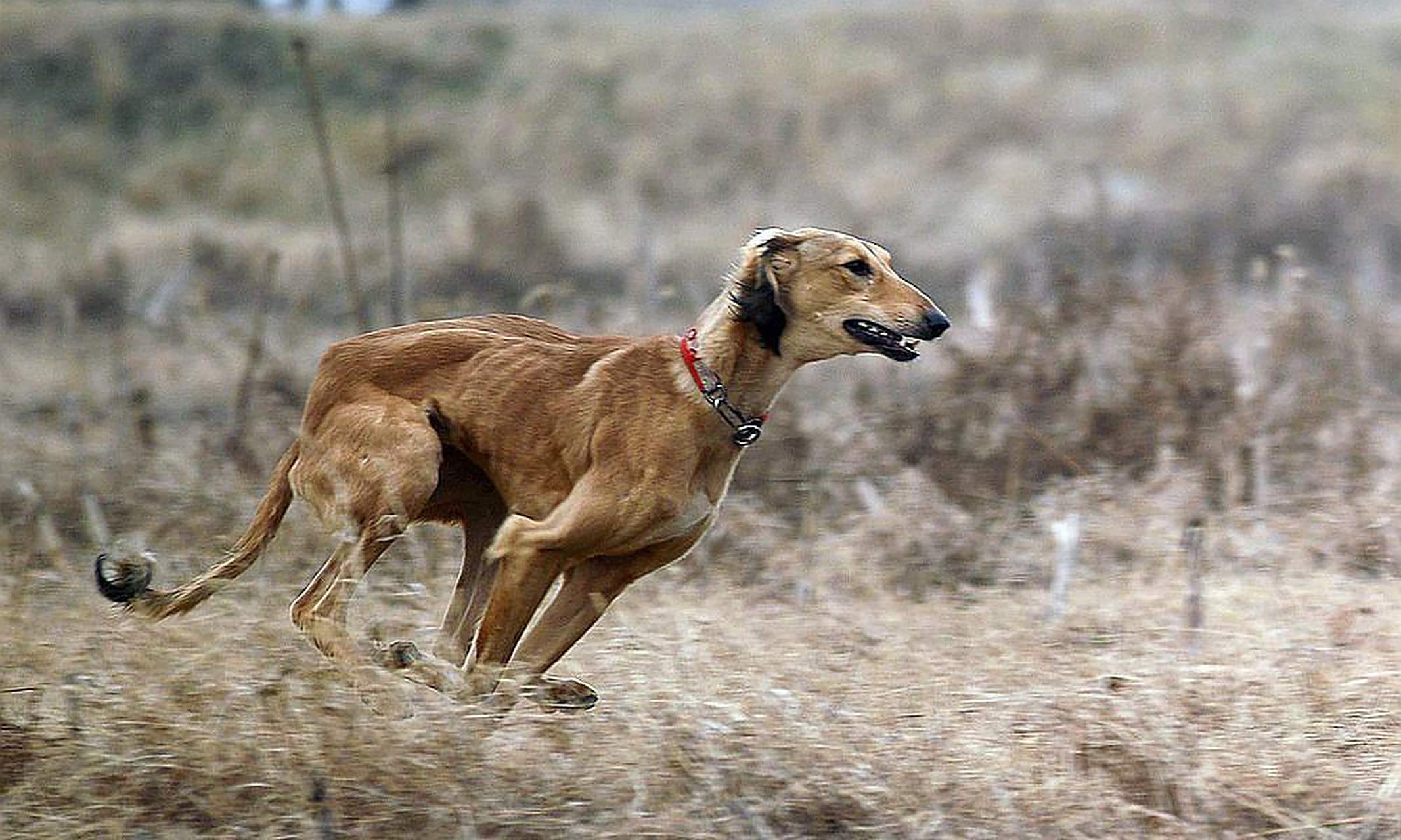 网友:细狗是狗中的猎豹,藏獒是狗中的狮子,狼狗是狗中的狼.