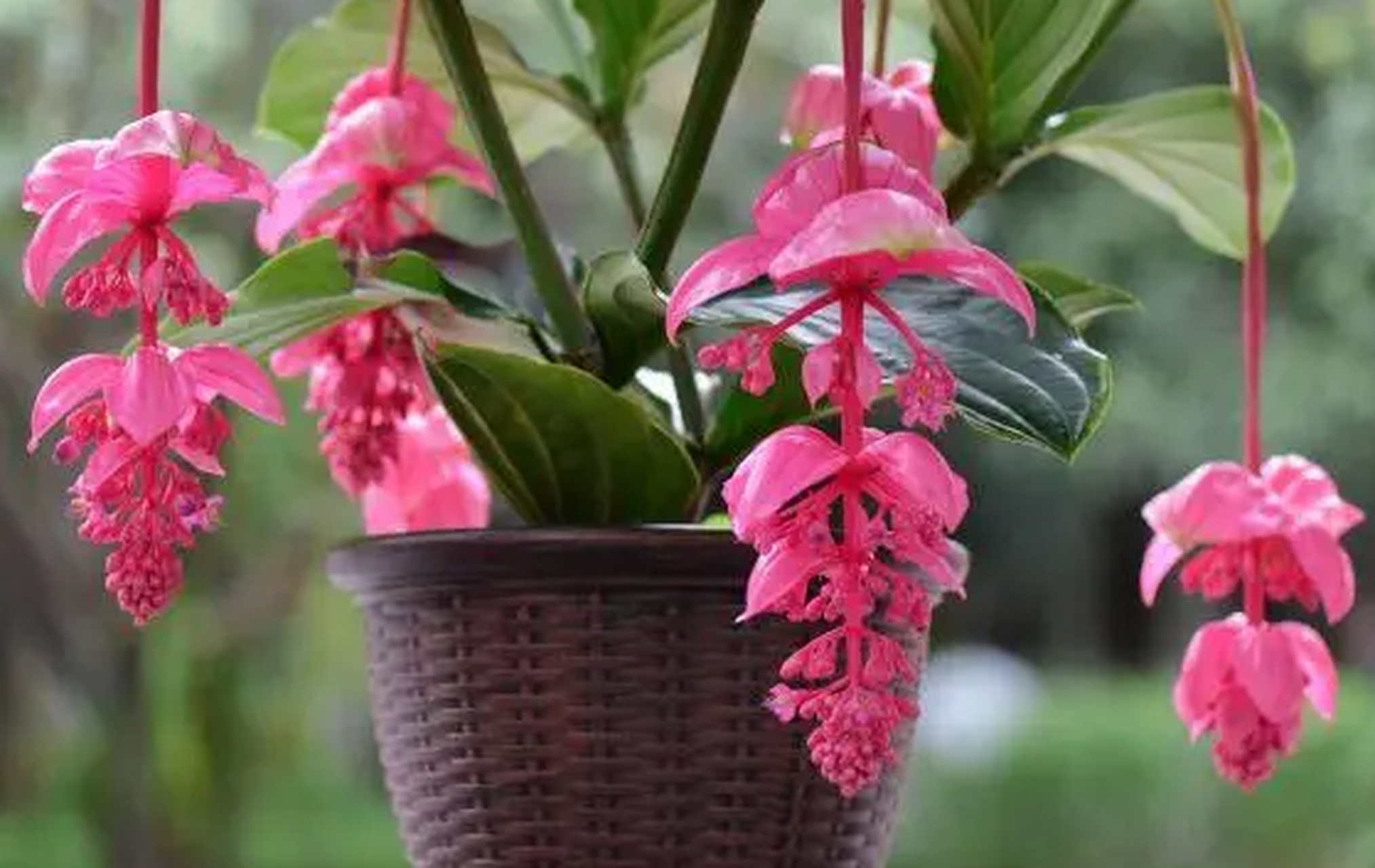 今天,我为大家带来一份关于盆栽珍珠宝莲花的生长习性和养殖技巧的