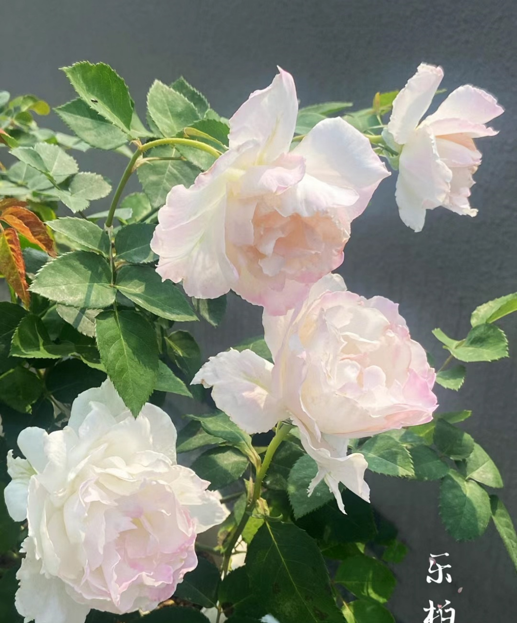 秋天,是月季花的第二个"主场",来带大家认识一个很值得养的品种—乐柏