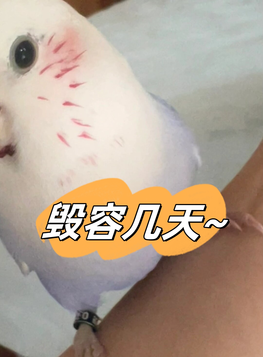 毁容几天  每当我吃车厘子的时候我家的小猫咪就会眼巴巴地凑近看着
