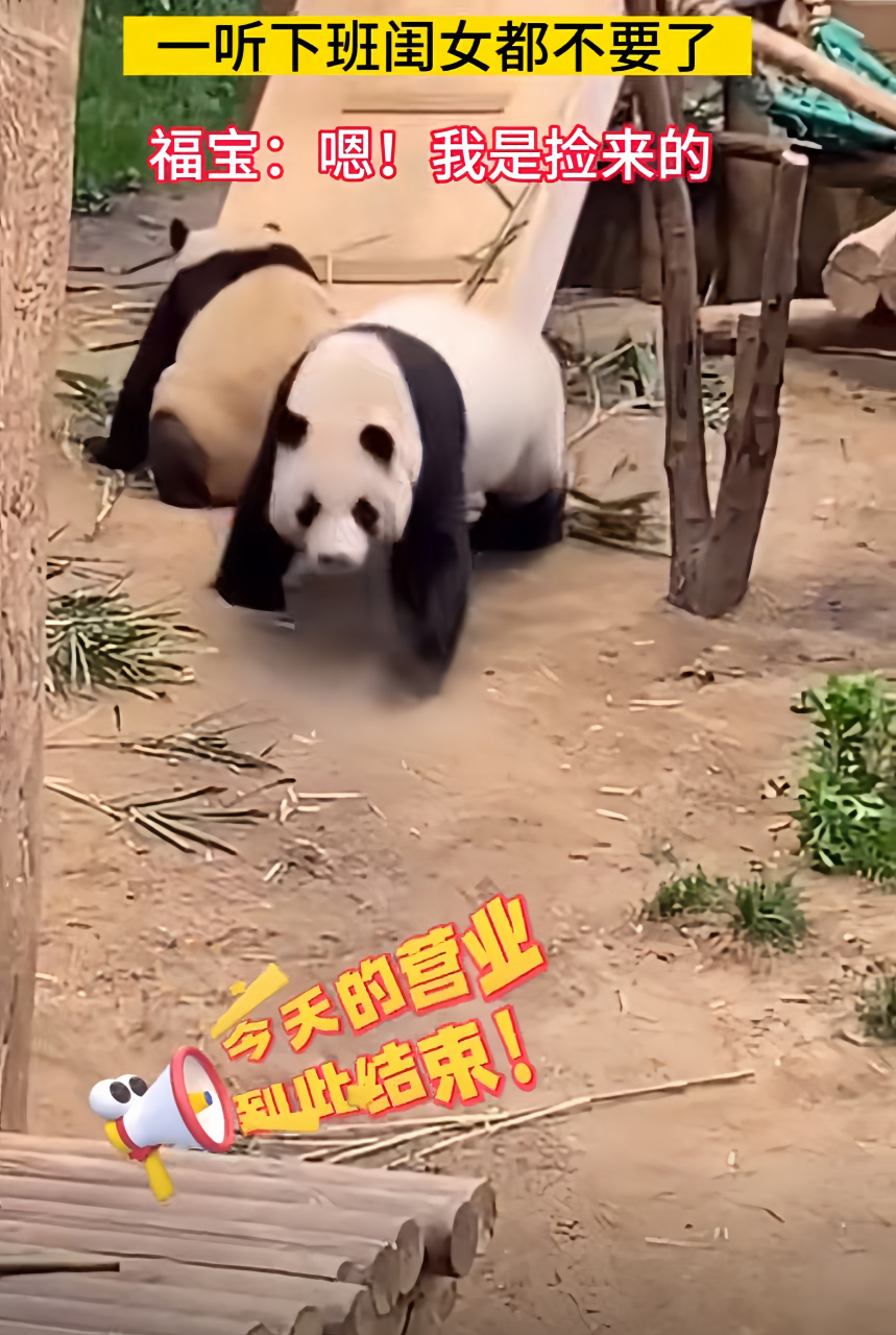 哈哈哈跑得好快,回去喝蓬蓬奶嘛[大笑]搞笑#搞笑# #大熊猫# #萌宠