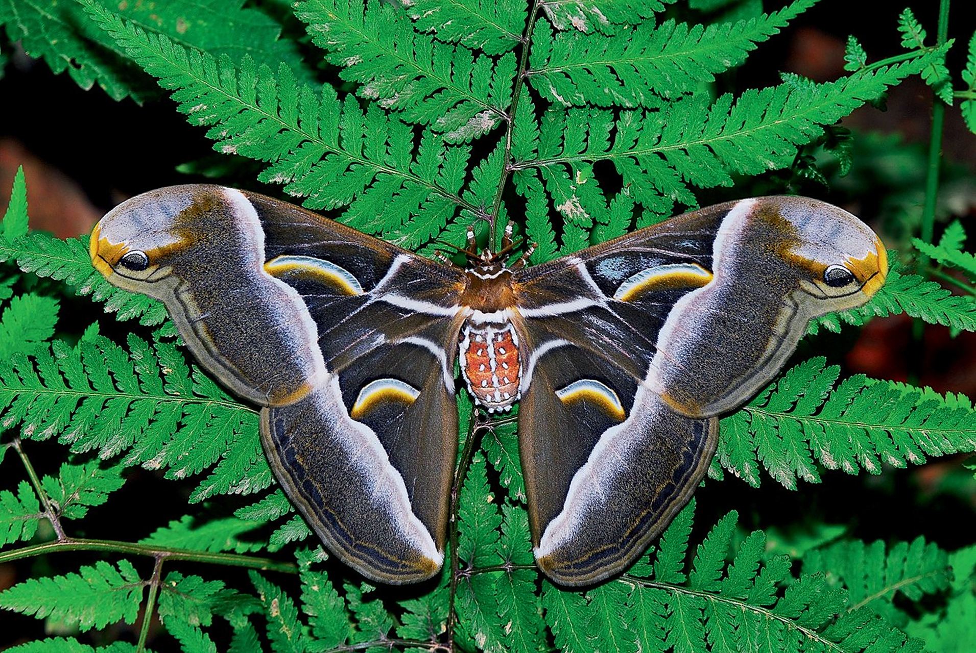 古画有多有趣 这幅南宋古画《青枫巨蝶图》,是非常写实的花鸟画,和