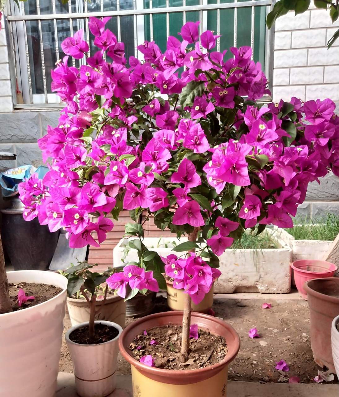 三角梅优秀品种"安格斯",别名云南紫,风靡全世界的品种,在外地栽能长