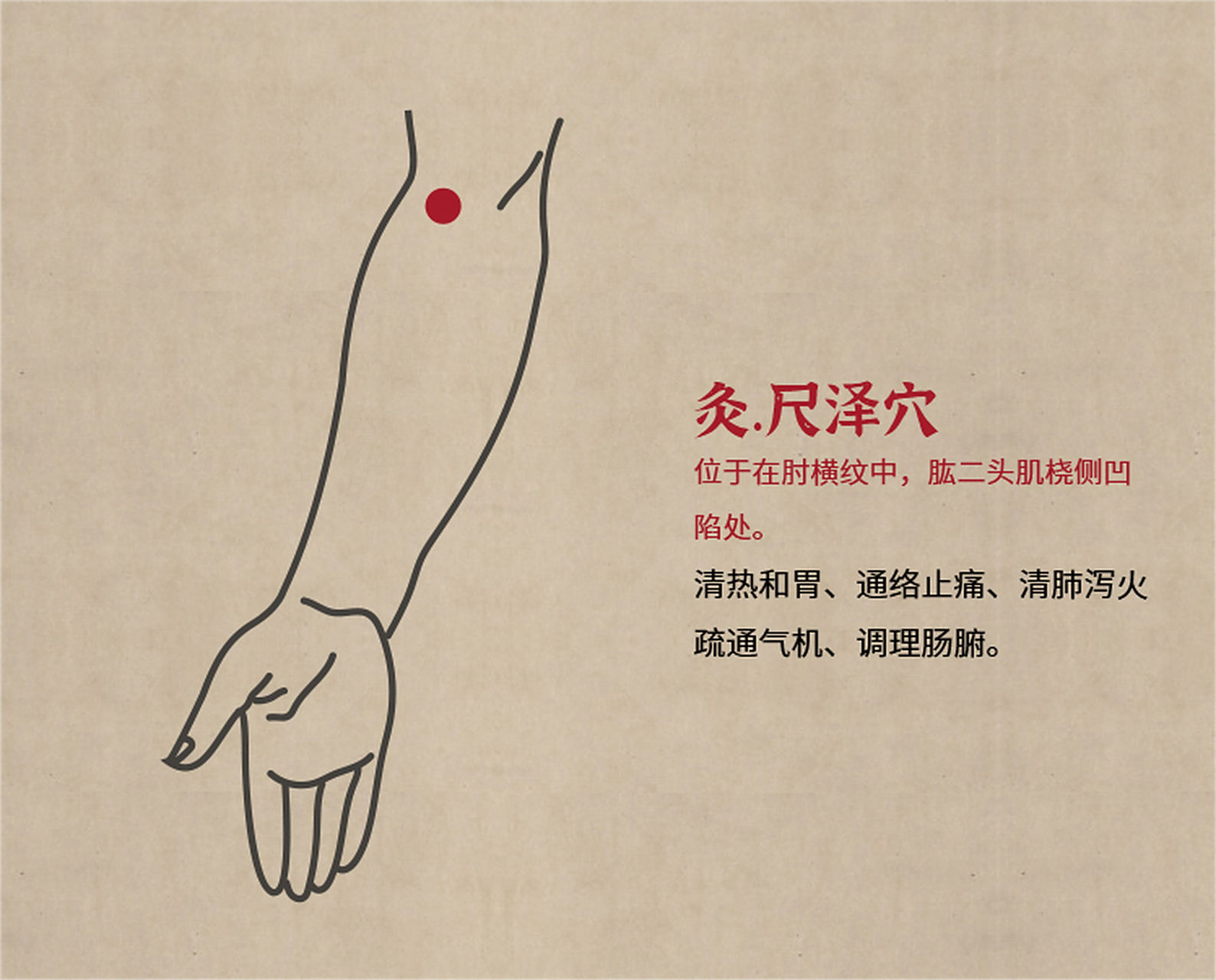 尺泽穴有清热和胃的作用,清肺泻火,疏通气机,调理肠腑的功效.