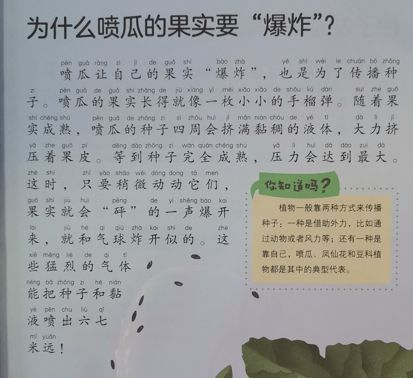 为什么喷瓜的果实要"爆炸"? 亲子阅读,助力孩子快乐成长!