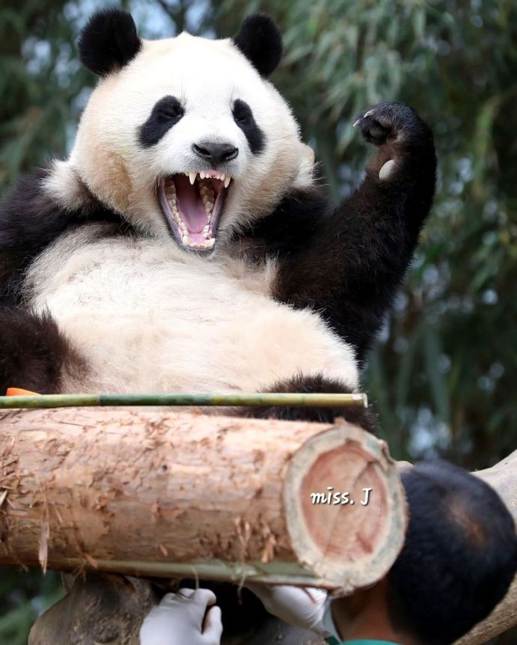 神图诞生后传:福宝兴奋后的沉思与咆哮  20220514    cr.