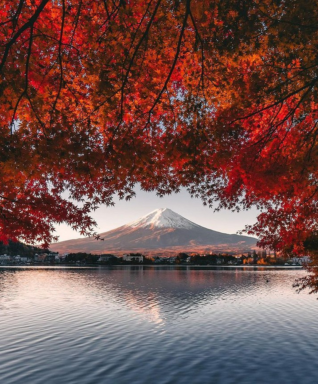红叶季的富士山,是一幅极美的画卷.