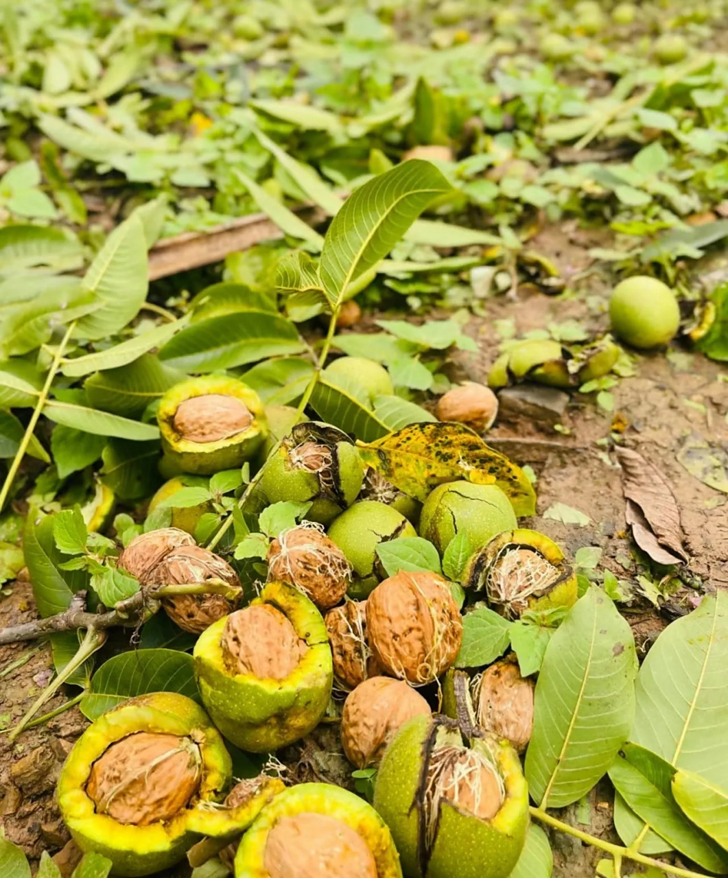 秋天是核桃的丰收季节,核桃树上结满了饱满的果实,散发着诱人的香味.
