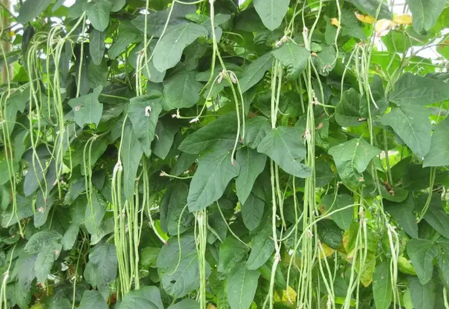 豆类作物是一种很普遍的作物,由于其营养价值高,经济效益也很好,深受