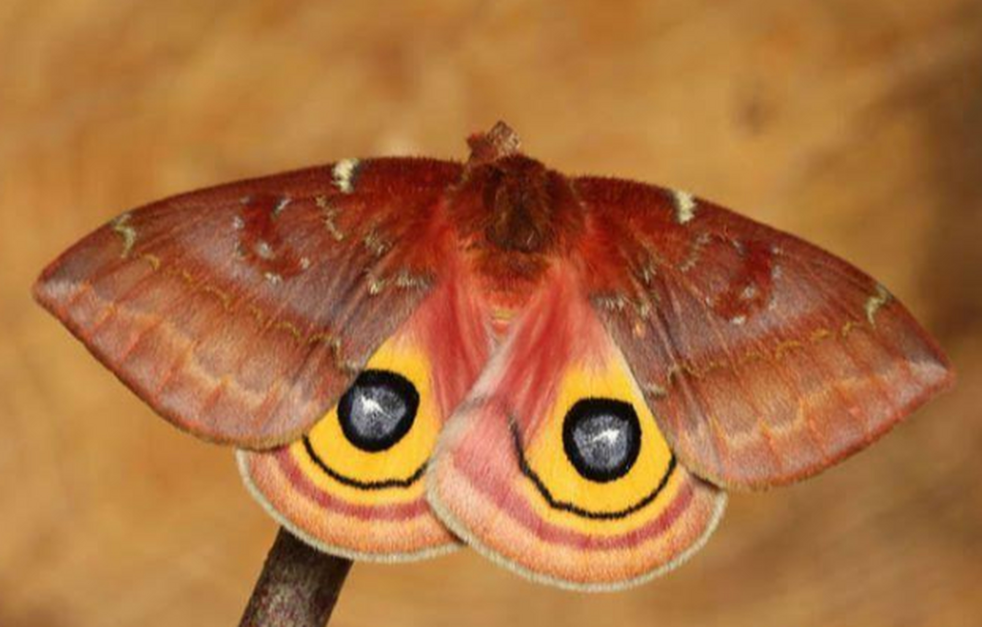 玉米天蚕蛾(io moth),幼虫阶段似乎和小时候玩的洋辣子有点相似.