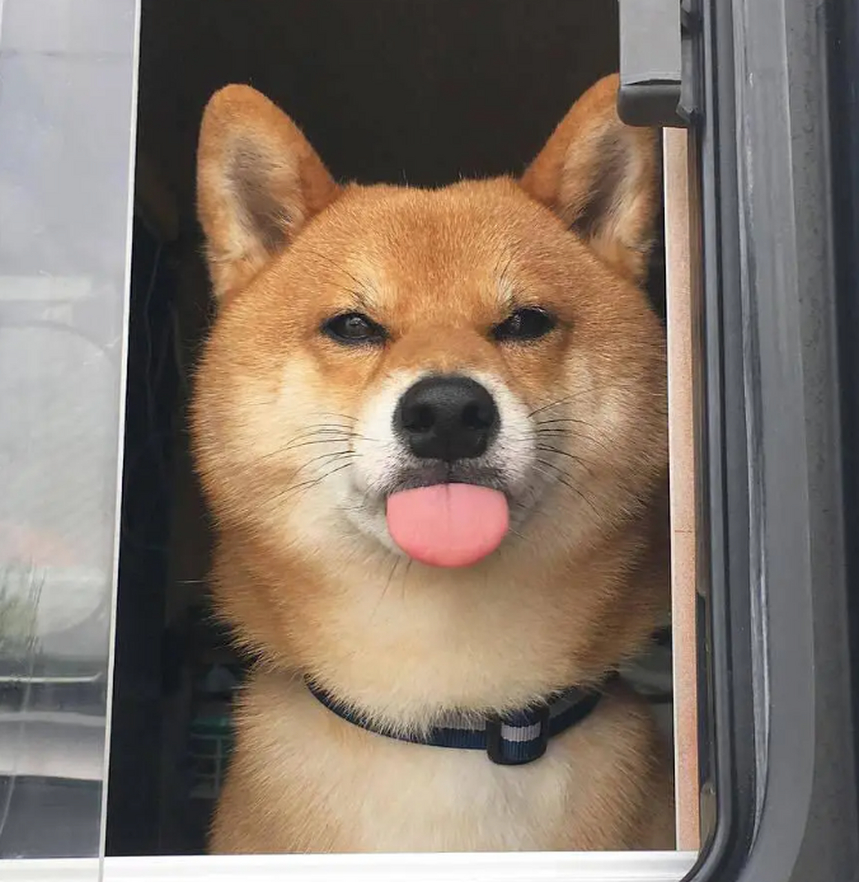 憨憨小机灵鬼来啦,萌翻了 #狗狗#  #萌宠搞笑日常