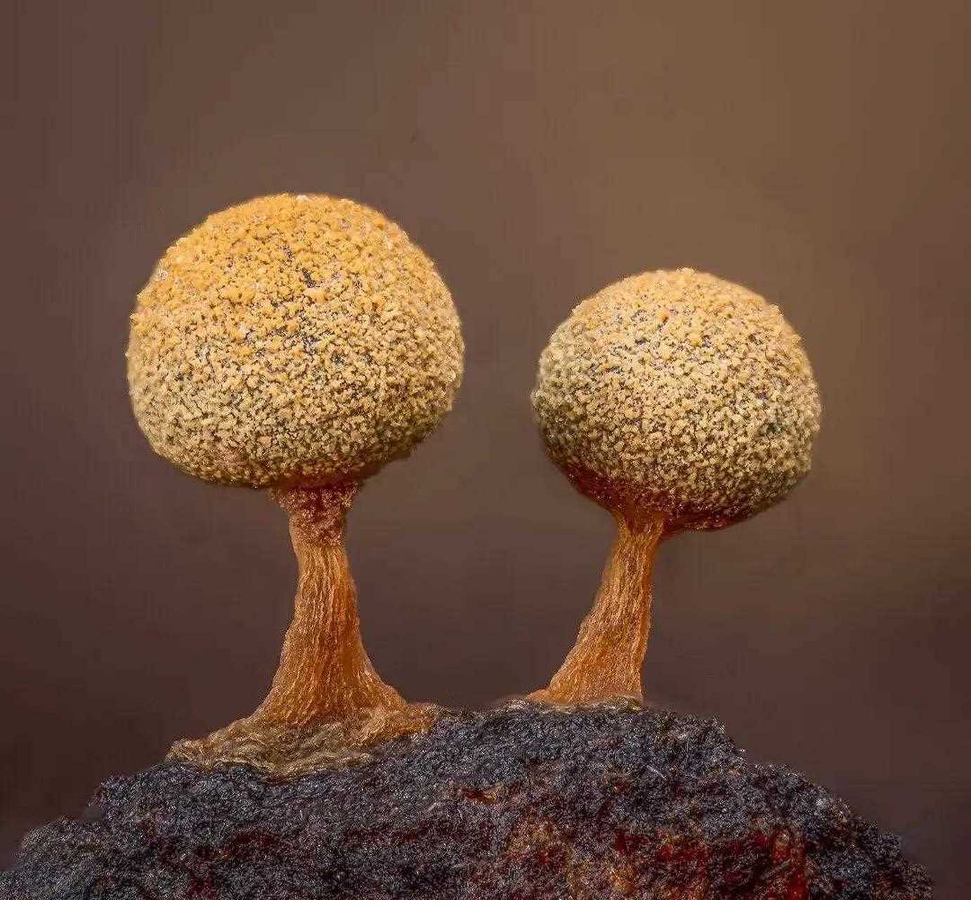 微距摄影,隐藏在森林中的微观世界.