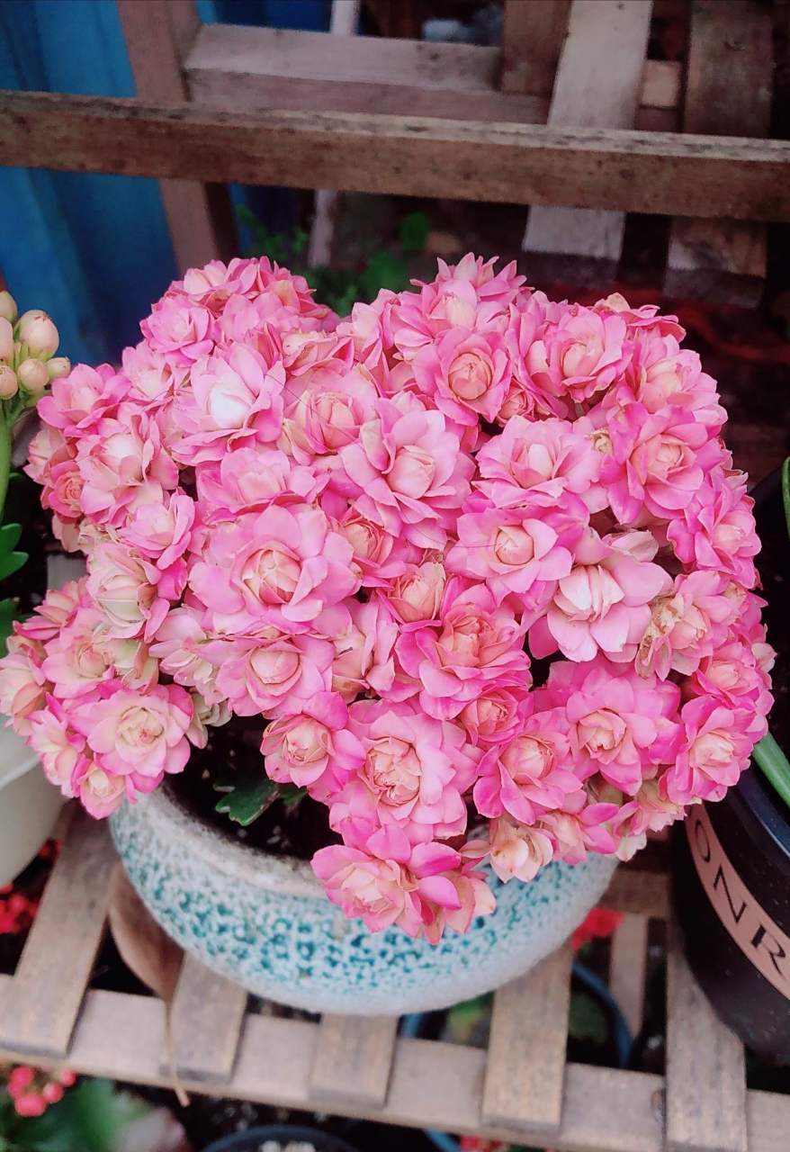 长寿花"璎珞",也叫悉尼粉,巴黎系列又一个现象级新品种,花朵大而美丽