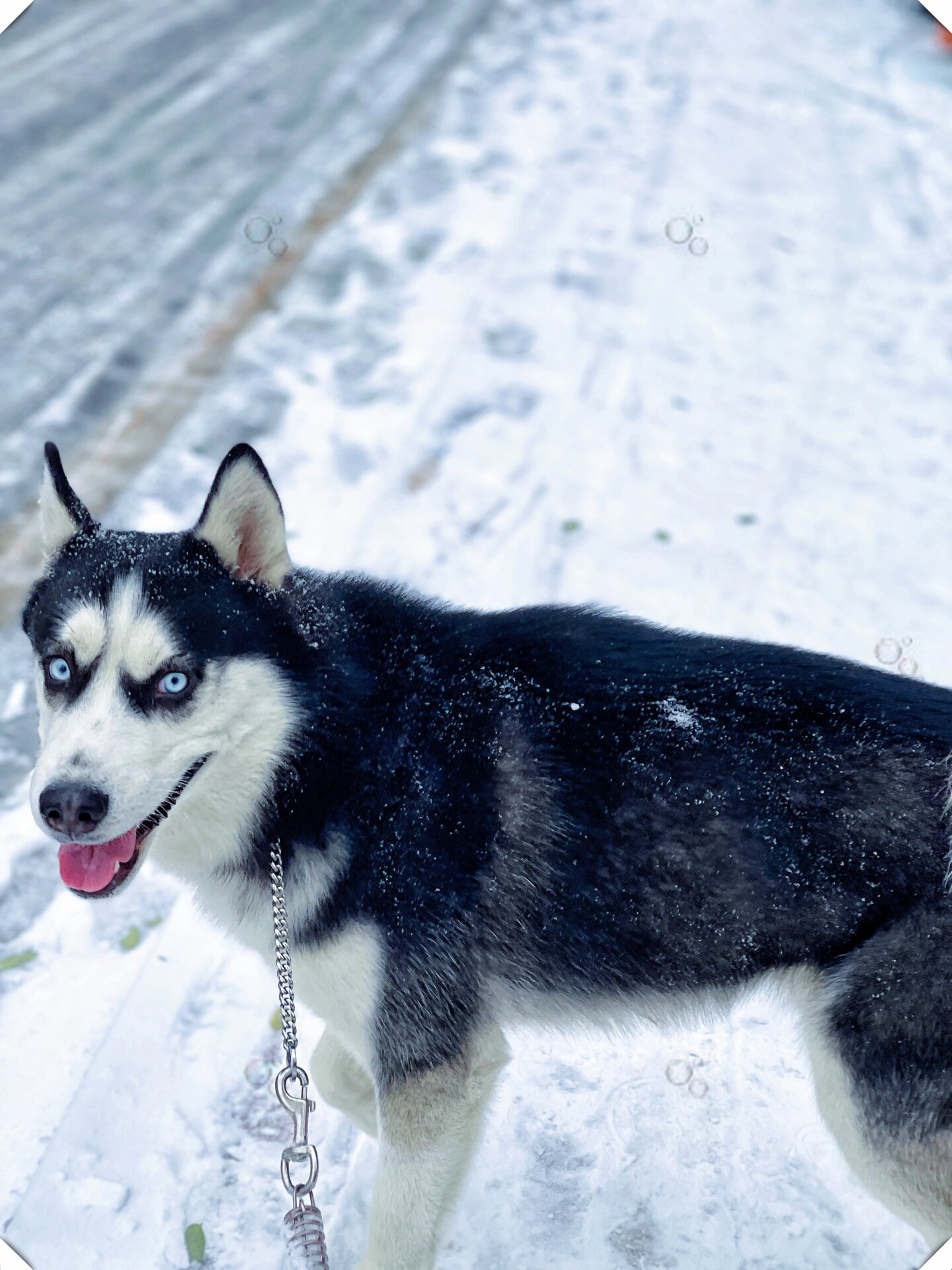 哈士奇遇上雪,冬季最萌搭配来袭  毛茸茸的哈士奇在皑皑白雪中嬉戏,这