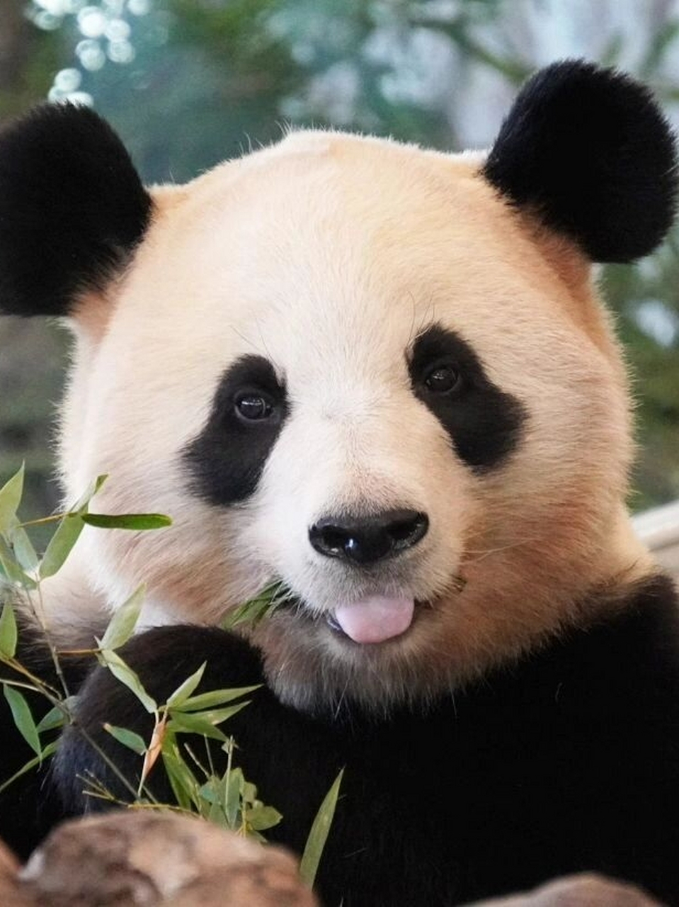 一个拥有米奇大耳朵,微笑唇,蓬蓬脸,随时会冻住的社恐萌妹!