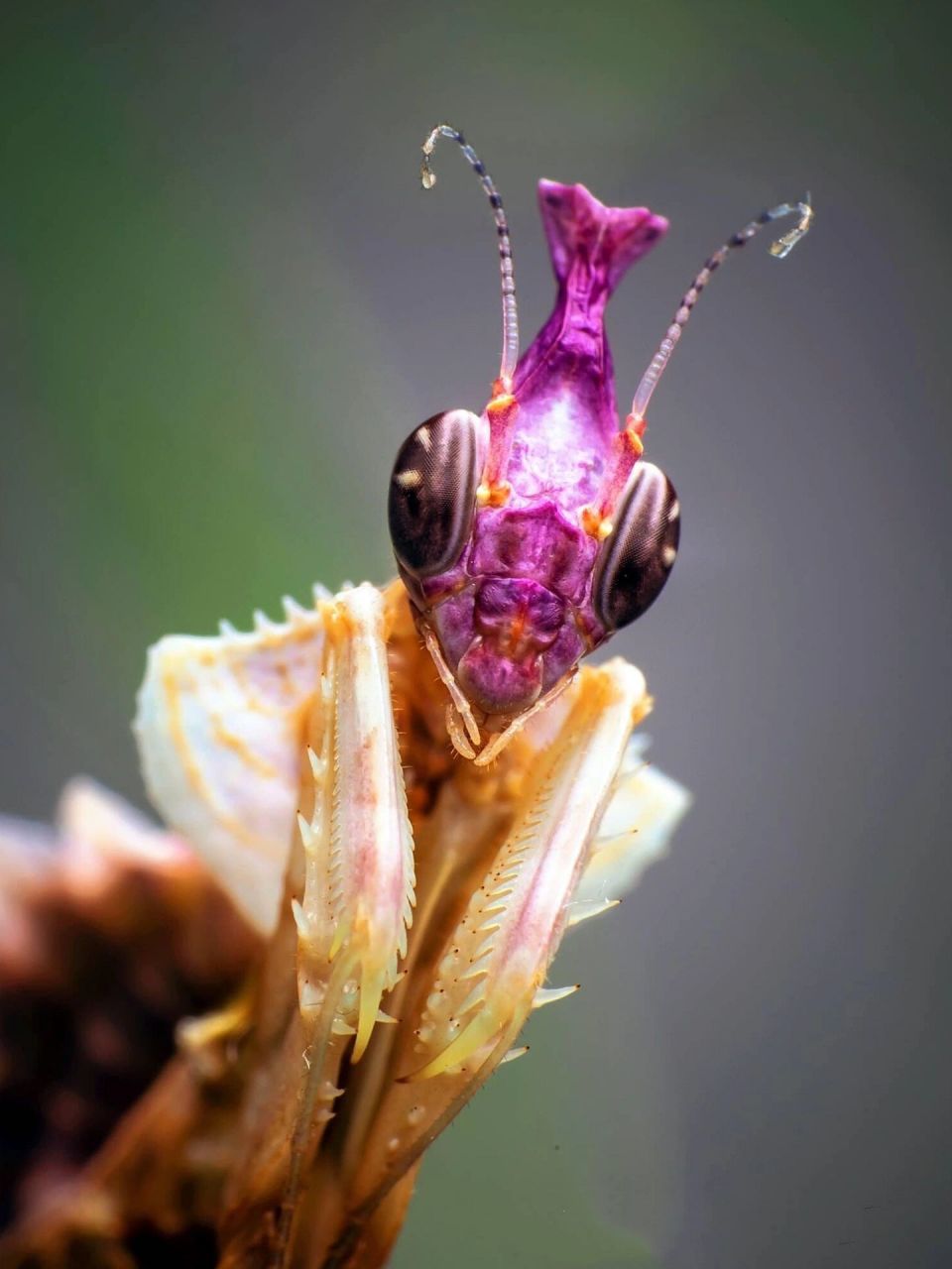 生物名:魔花螳螂 外文名:idolomantis diabolica 分布地:非洲 科属