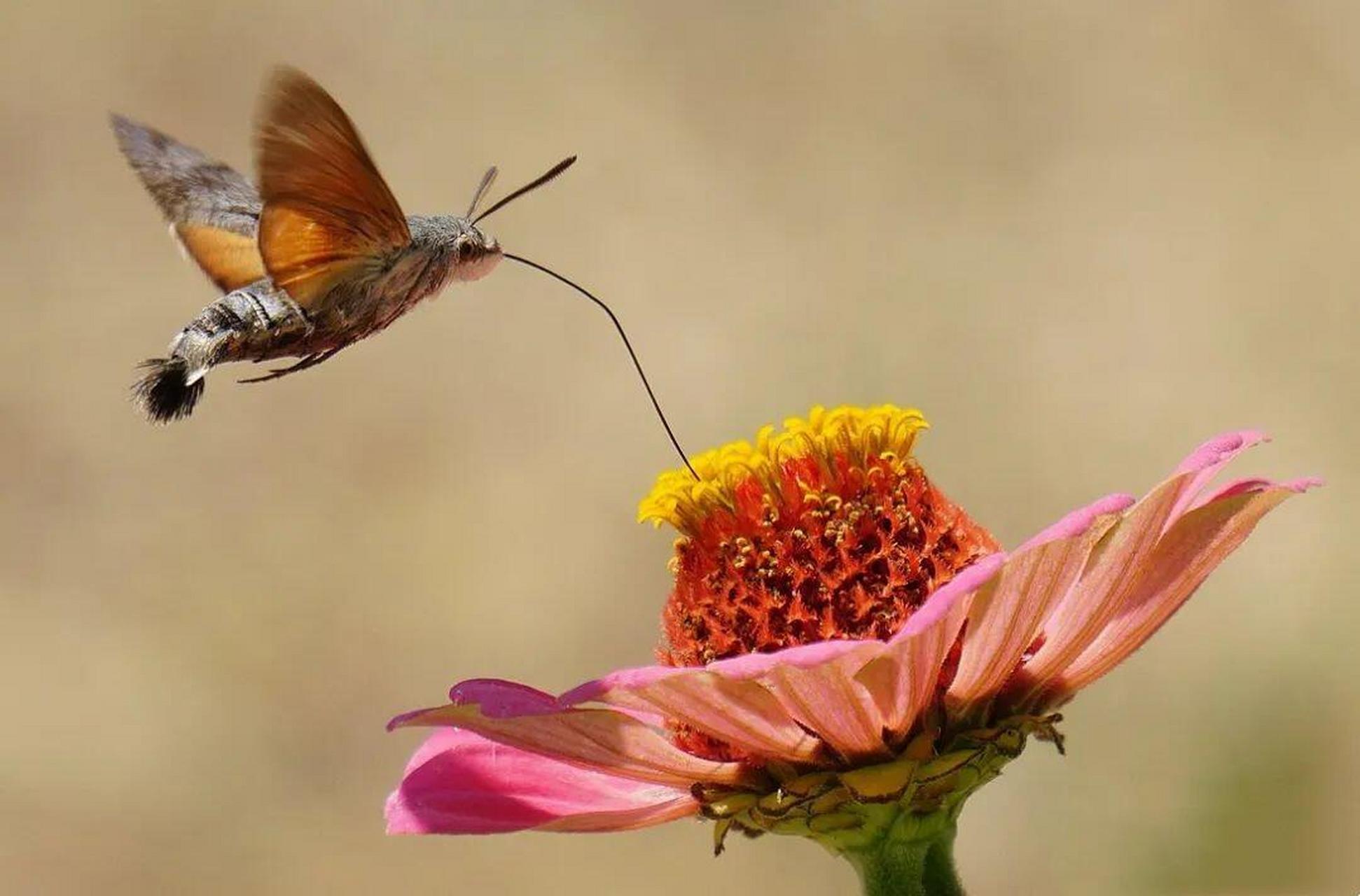 这种飞蛾堪称真正的"长舌妇",嘴巴比身体还长