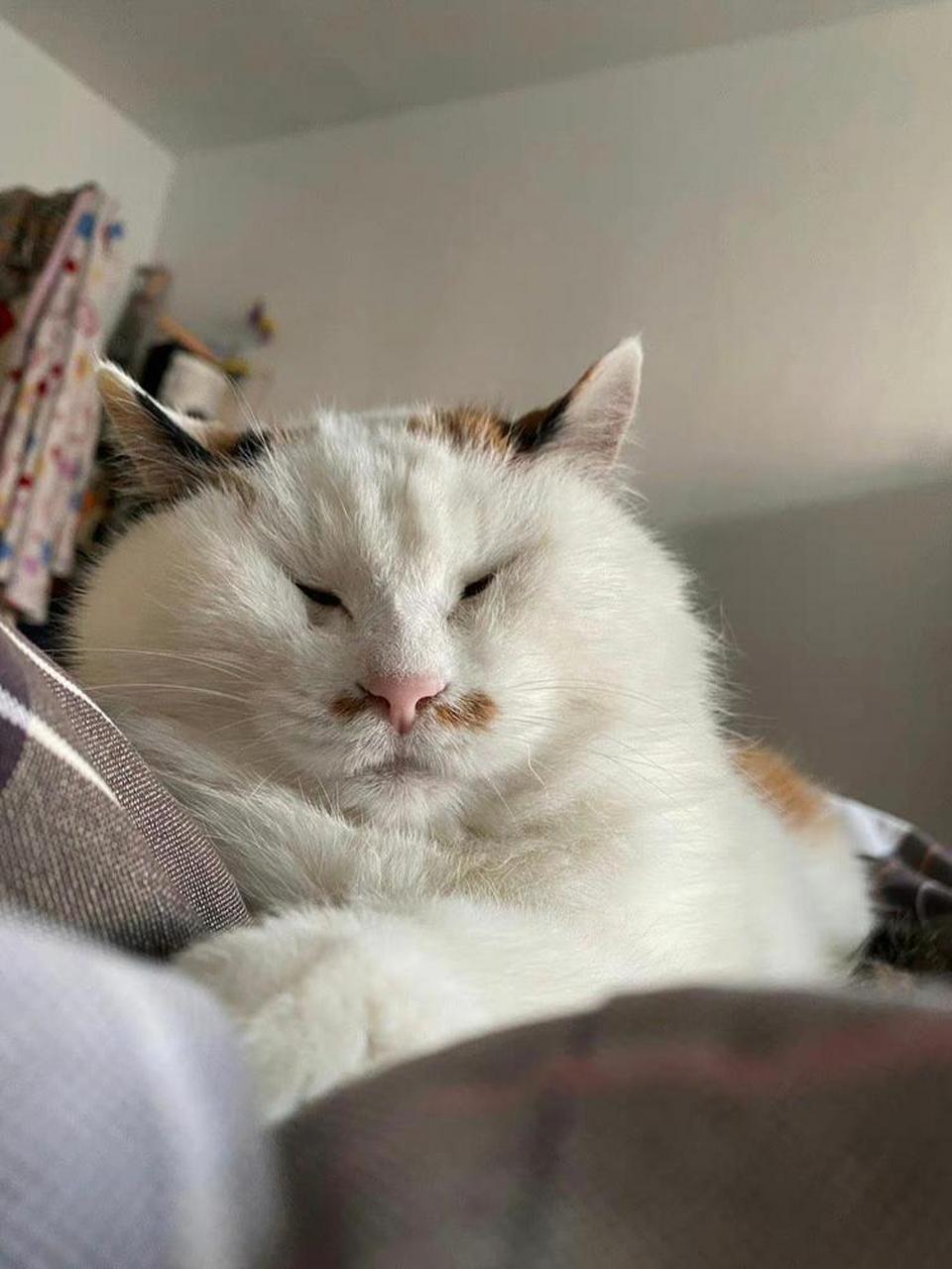 猫子:你猜,我是真的小眼睛吗?