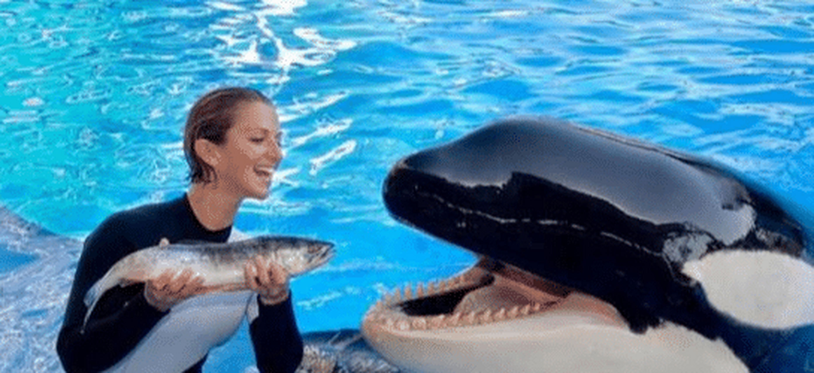 从蓝鲸每次可以吞下的海水重量与人体重的对比看,蓝鲸能够吞下超过